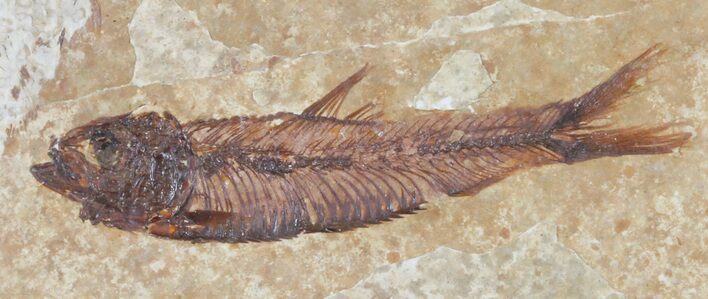 Knightia Fossil Fish - Wyoming #60869